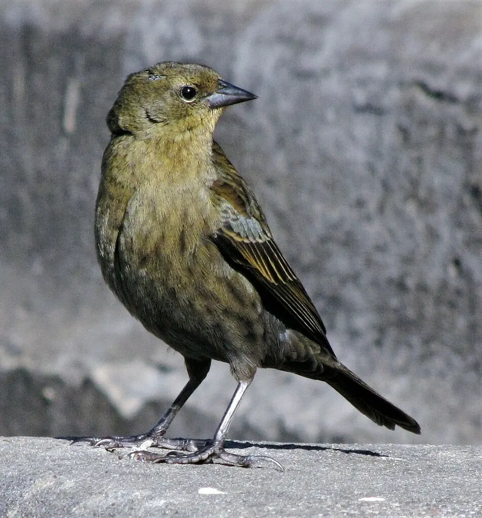 栗顶黑鹂(Chrysomus ruficapillus)