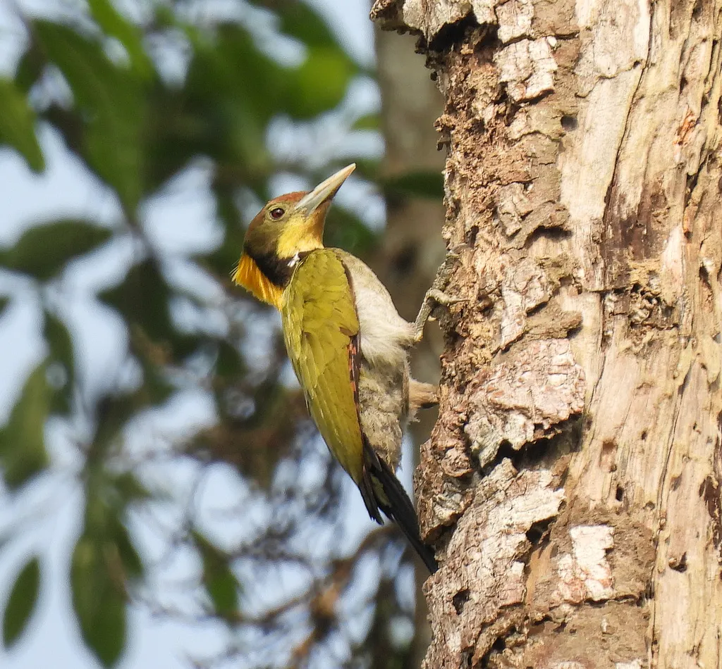大黄冠啄木鸟（Chrysophlegma flavinucha）