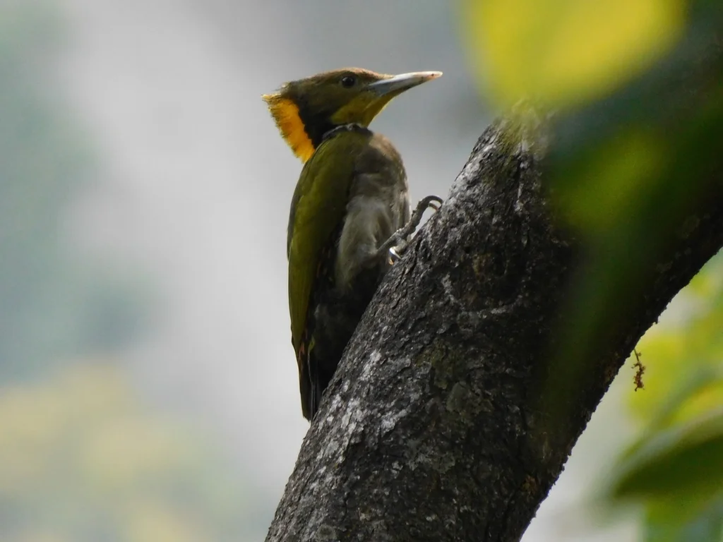 大黄冠啄木鸟（Chrysophlegma flavinucha）