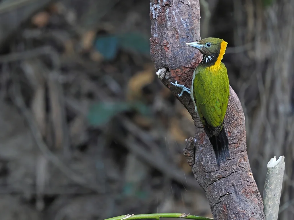 大黄冠啄木鸟(Chrysophlegma flavinucha)