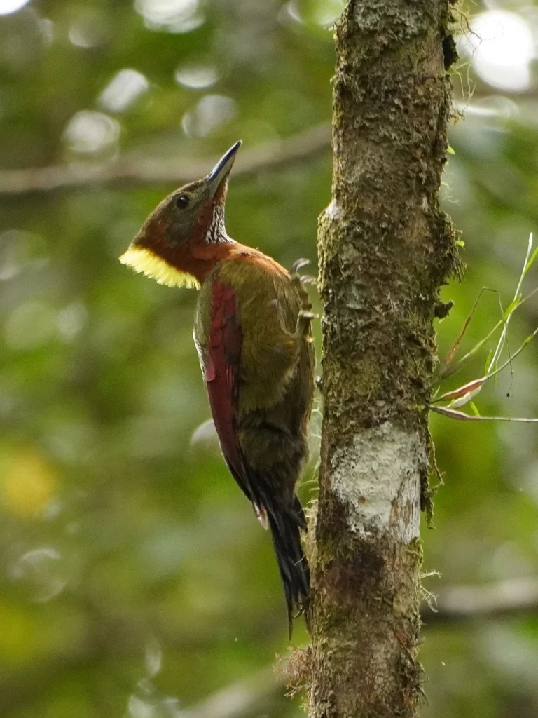 斑喉绿啄木鸟(Chrysophlegma mentale)