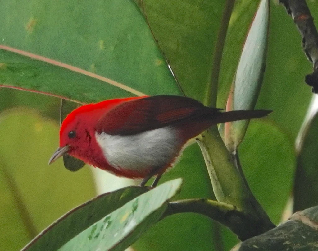 红白唐纳雀(Chrysothlypis salmoni)