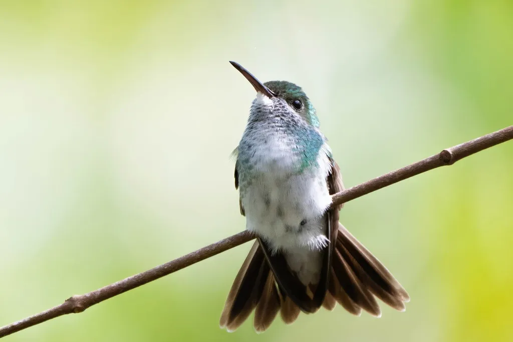 红树林蜂鸟(Chrysuronia boucardi)