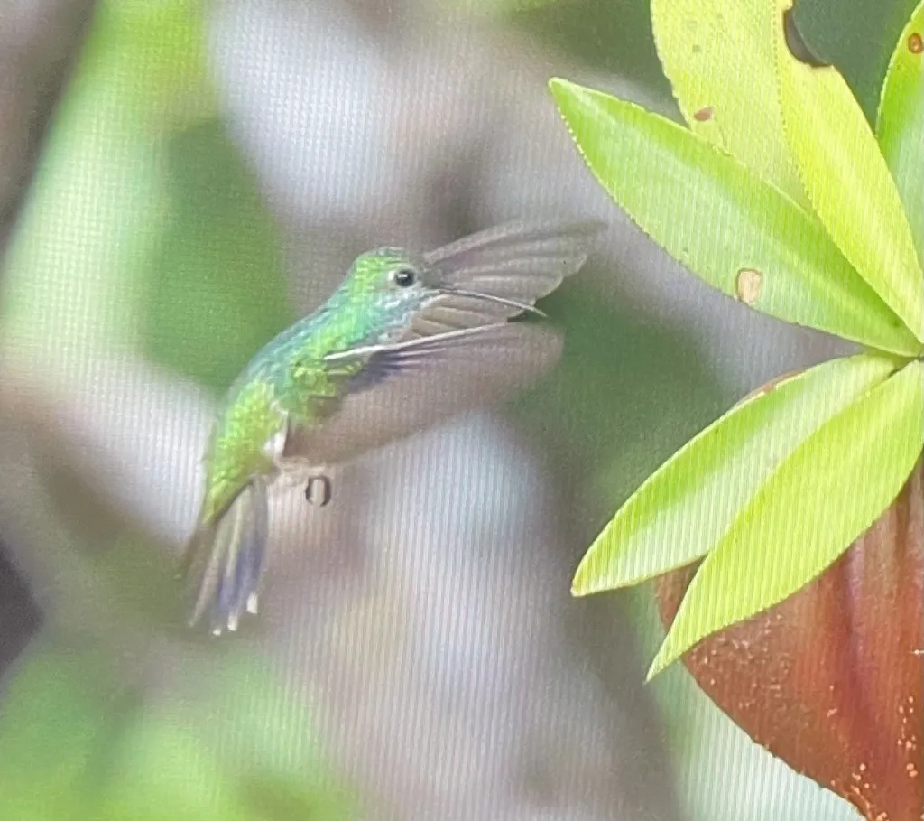 红树林蜂鸟(Chrysuronia boucardi)