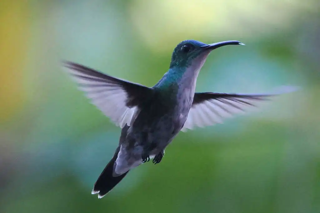 白胸蜂鸟(Chrysuronia brevirostris)
