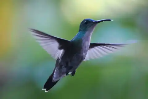 白胸蜂鸟