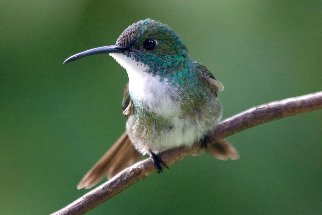 白胸蜂鸟(Chrysuronia brevirostris)