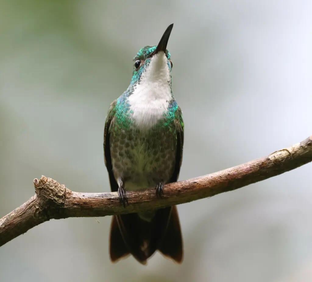 白胸蜂鸟(Chrysuronia brevirostris)