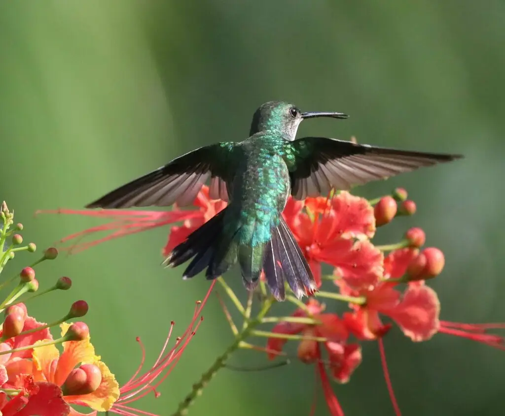 青喉蜂鸟(Chrysuronia coeruleogularis)