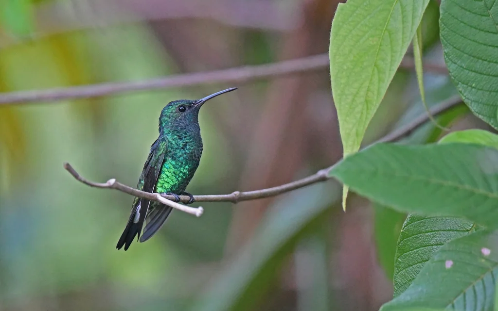 辉绿蜂鸟(Chrysuronia goudoti)