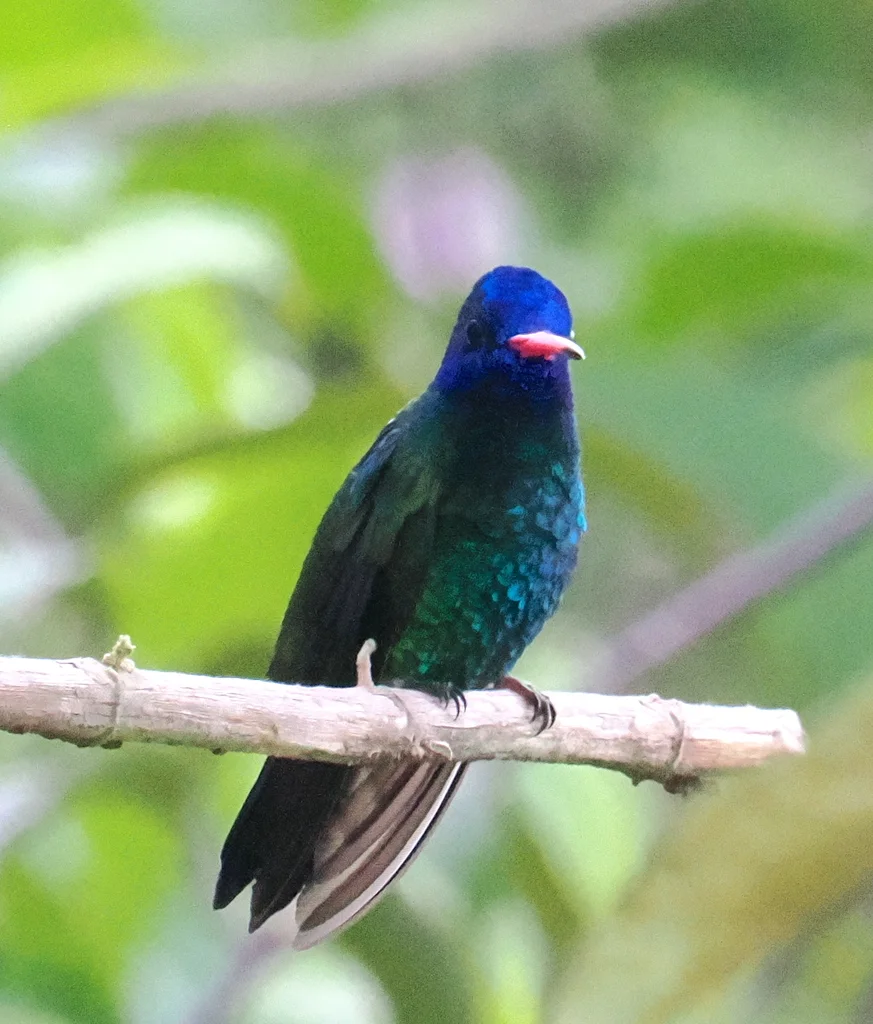 蓝头红嘴蜂鸟(Chrysuronia grayi)