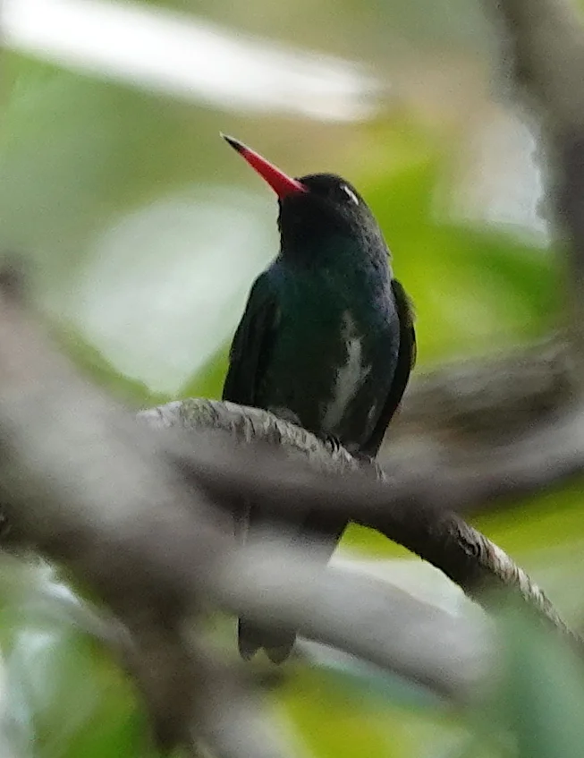 洪氏红嘴蜂鸟(Chrysuronia humboldtii)