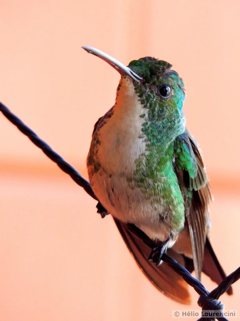 纯腹蜂鸟(Chrysuronia leucogaster)