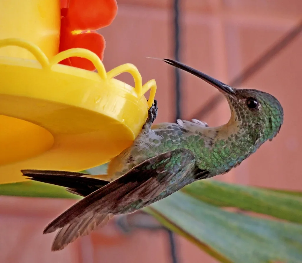 纯腹蜂鸟(Chrysuronia leucogaster)