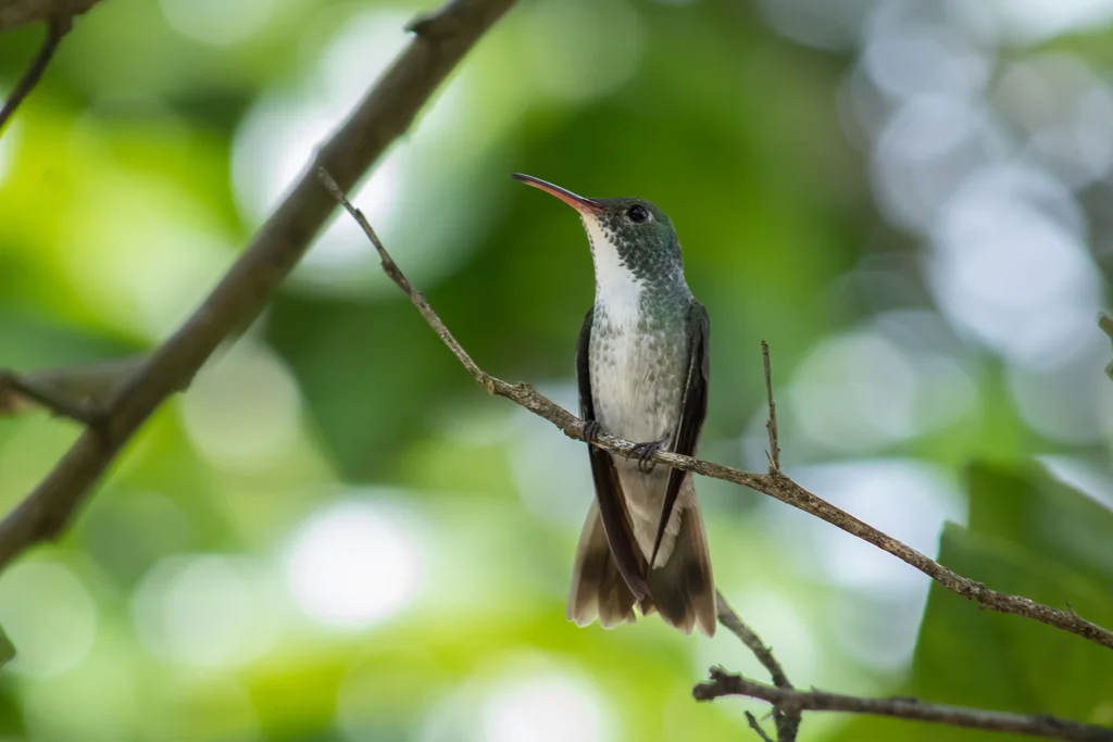 纯腹蜂鸟(Chrysuronia leucogaster)