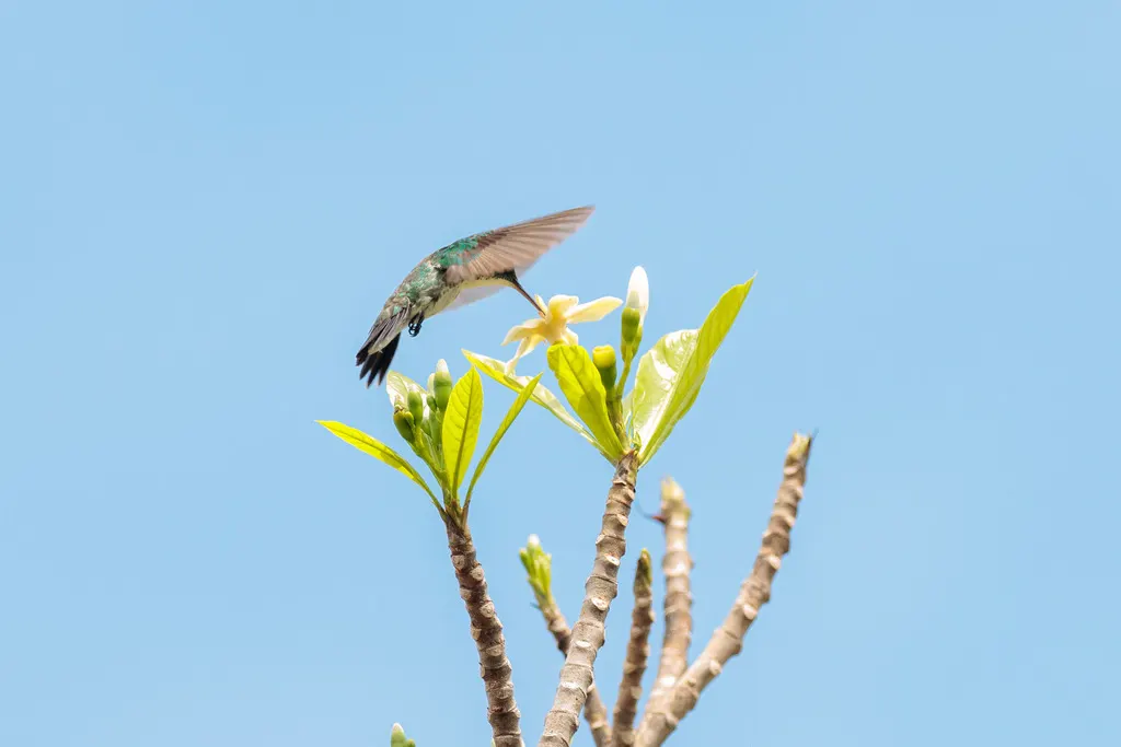 纯腹蜂鸟(Chrysuronia leucogaster)