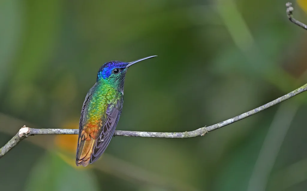 金尾蜂鸟(Chrysuronia oenone)