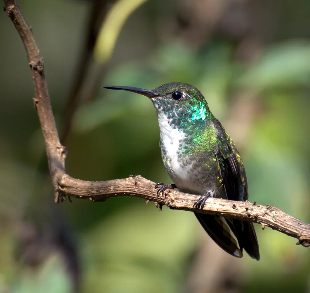 虹彩蜂鸟(Chrysuronia versicolor)