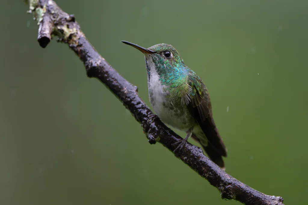 虹彩蜂鸟(Chrysuronia versicolor)