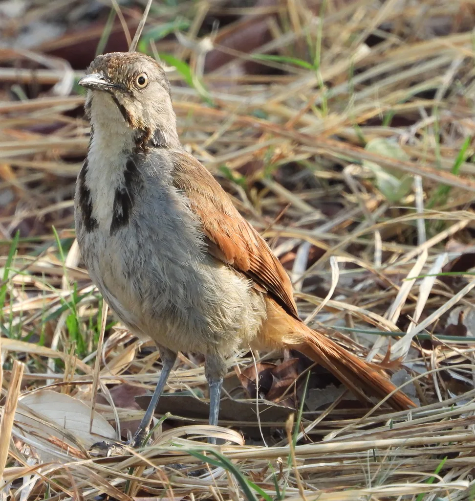 晨鸫(Cichladusa arquata)