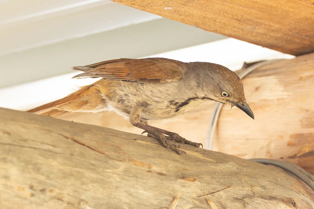 晨鸫(Cichladusa arquata)