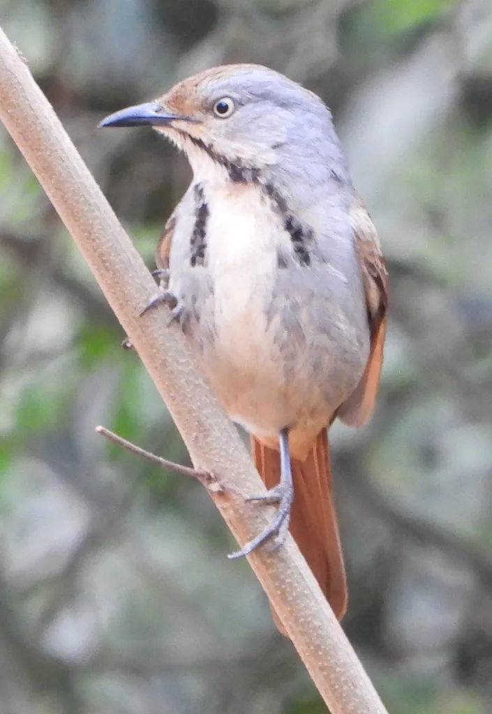 晨鸫(Cichladusa arquata)