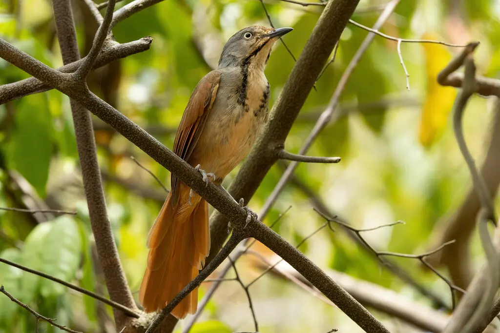 晨鸫(Cichladusa arquata)