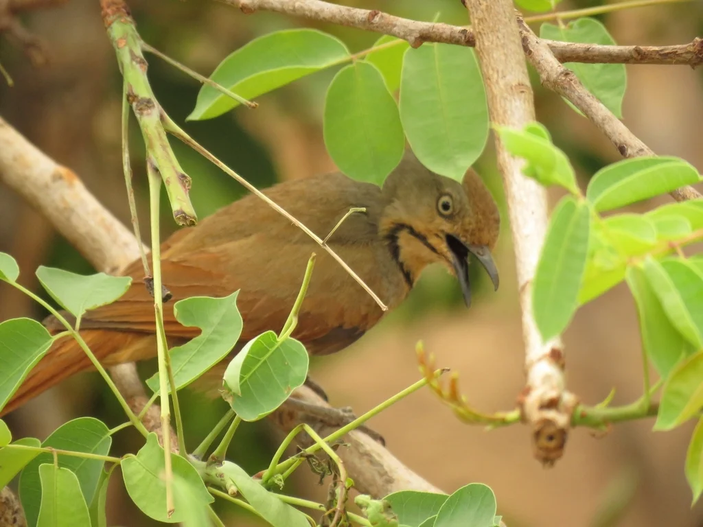 晨鸫(Cichladusa arquata)