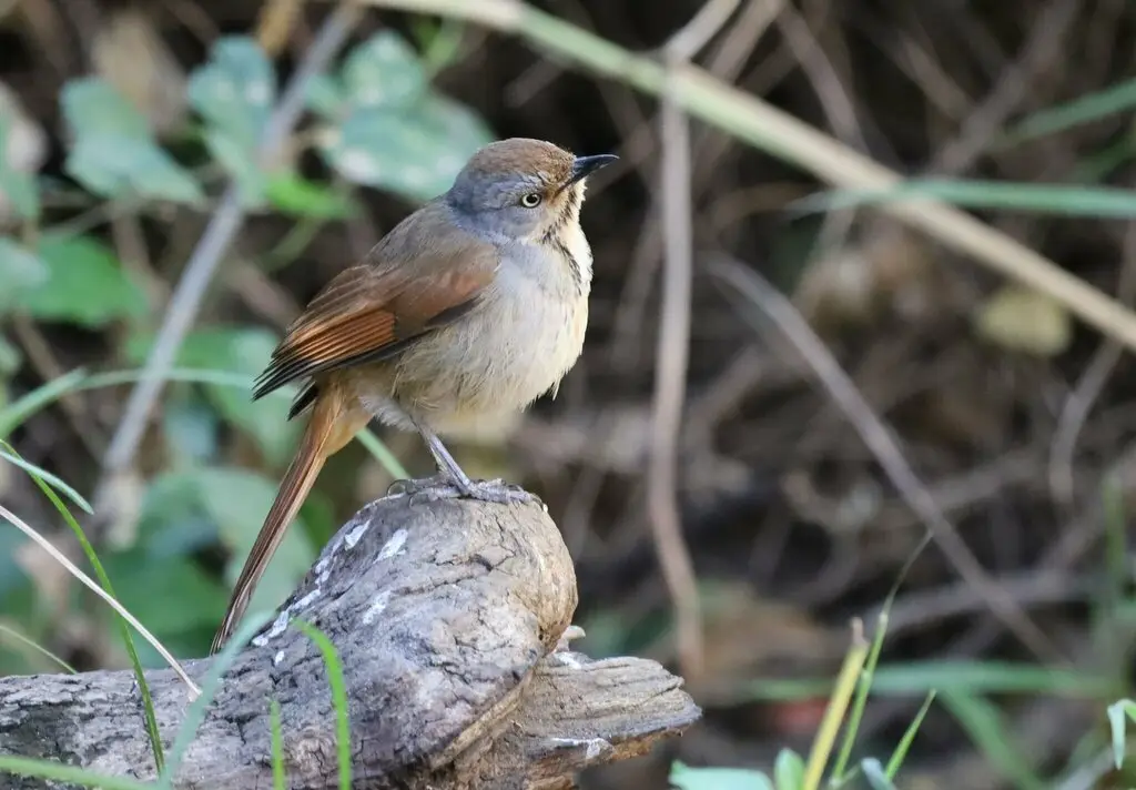 晨鸫(Cichladusa arquata)
