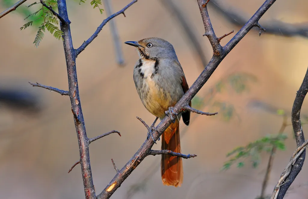 晨鸫(Cichladusa arquata)