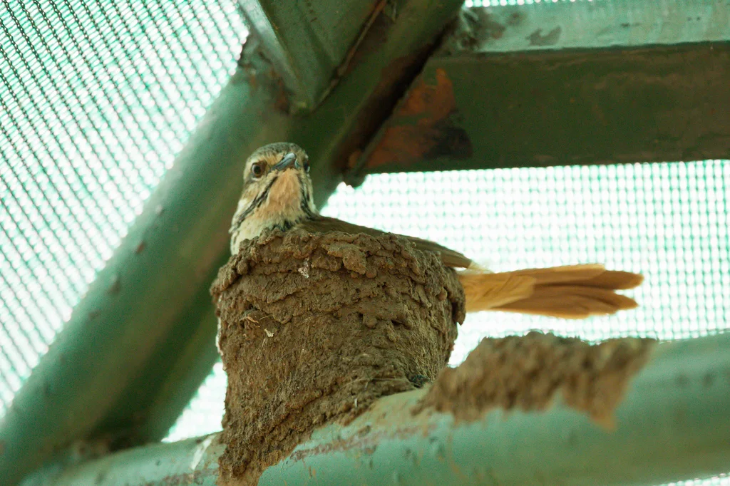斑晨鸫(Cichladusa guttata)
