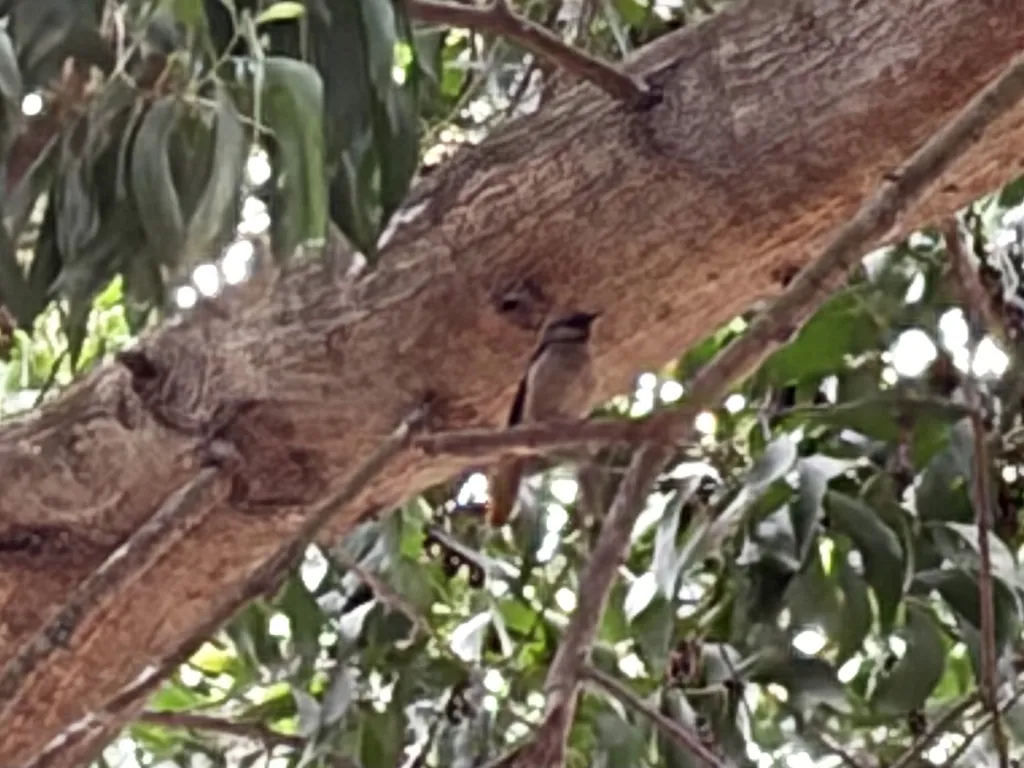 红尾晨鸫(Cichladusa ruficauda)