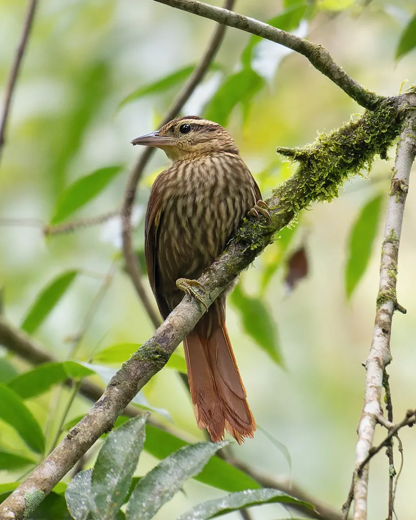 淡眉树猎雀(Cichlocolaptes leucophrus)