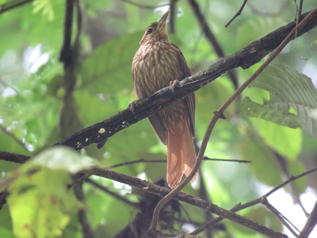 淡眉树猎雀(Cichlocolaptes leucophrus)
