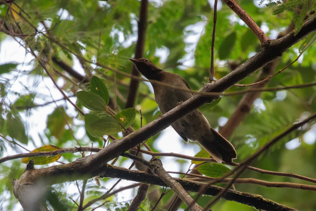 棕褐孤鸫(Cichlopsis leucogenys)