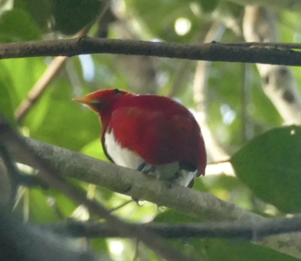 王极乐鸟(Cicinnurus regius)