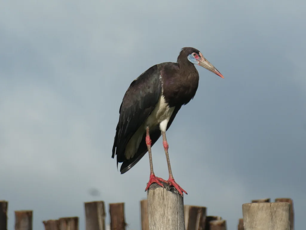 白腹鹳(Ciconia abdimii)