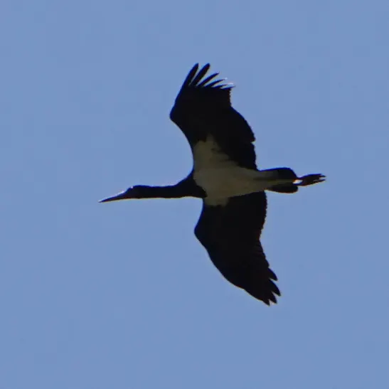 白腹鹳(Ciconia abdimii)