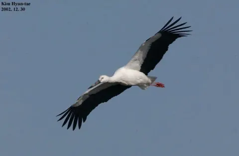 东方白鹳