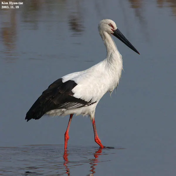 东方白鹳(Ciconia boyciana)