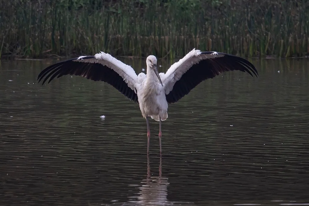东方白鹳(Ciconia boyciana)