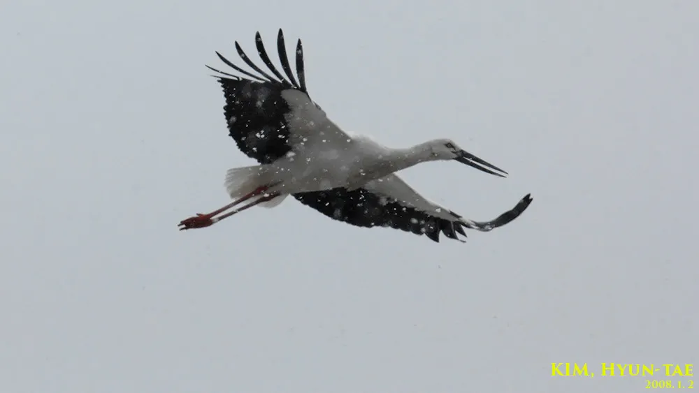 东方白鹳(Ciconia boyciana)