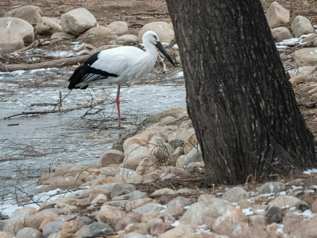 东方白鹳(Ciconia boyciana)