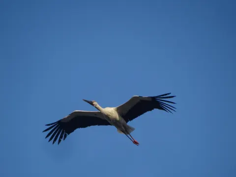东方白鹳