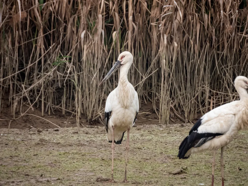 东方白鹳(Ciconia boyciana)