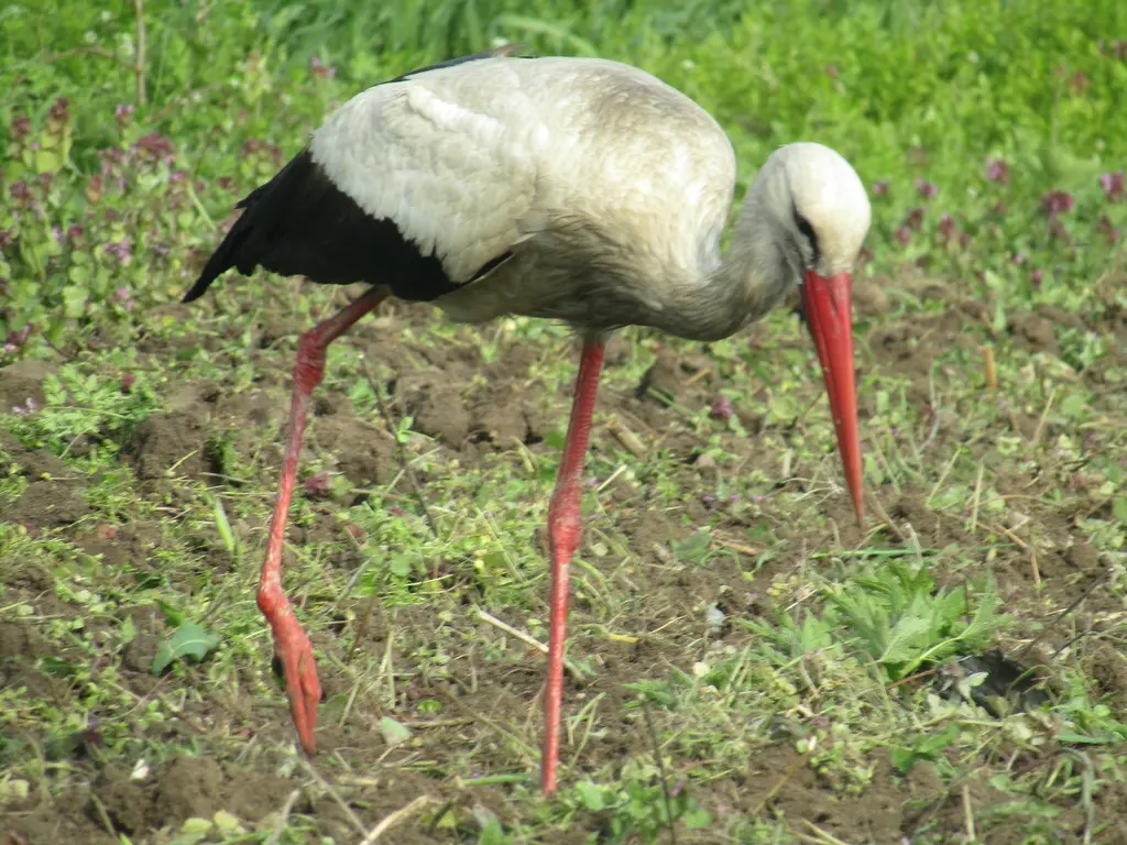 白鹳（Ciconia ciconia）