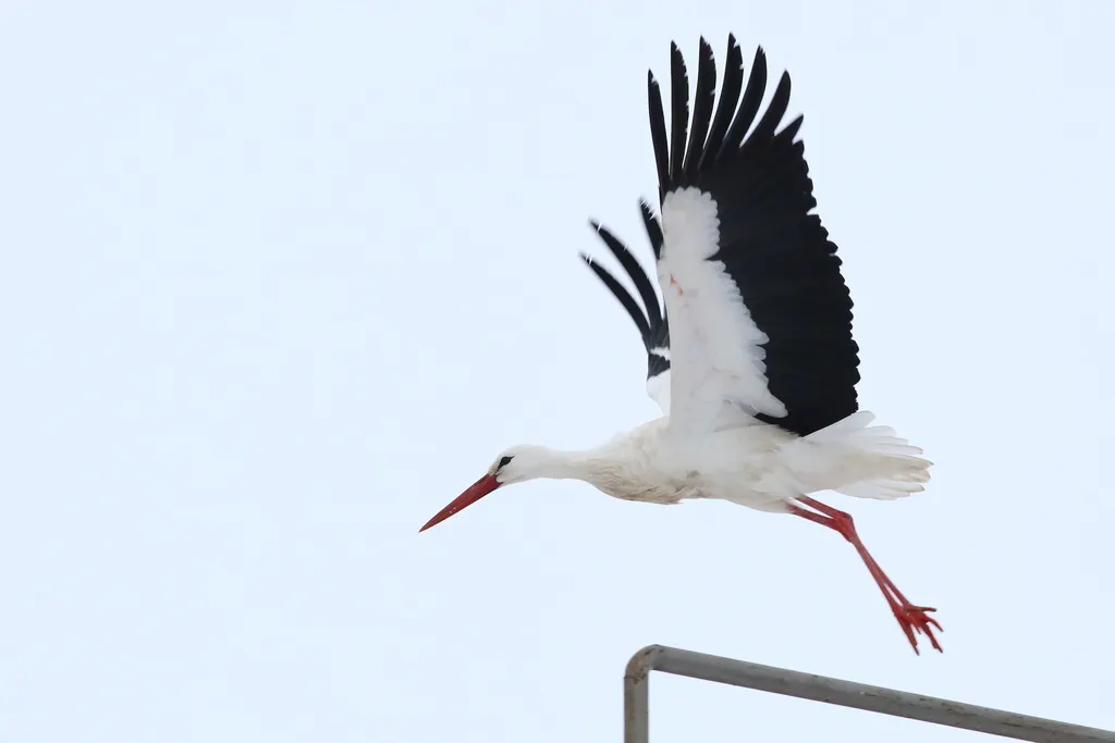 白鹳（Ciconia ciconia）