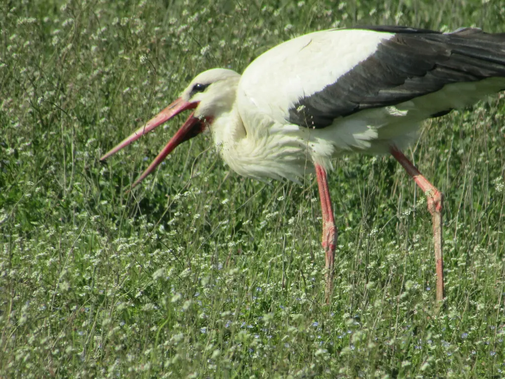 白鹳（Ciconia ciconia）