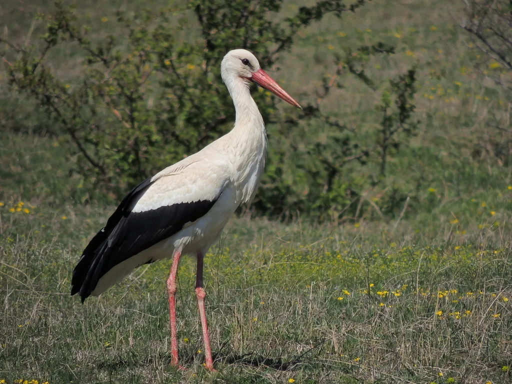 白鹳（Ciconia ciconia）