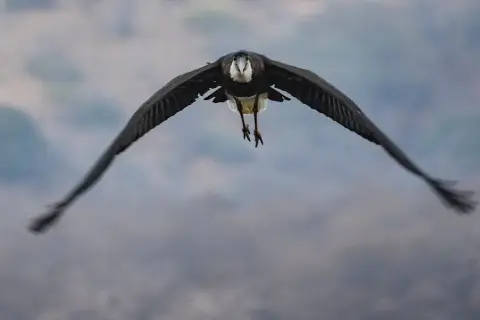 白颈鹳